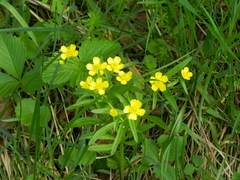 Ranunculus monophyllus