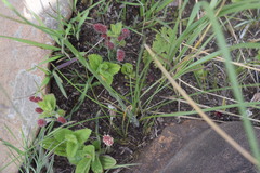 Wahlenbergia paucidentata