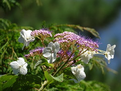 Hydrangea aspera