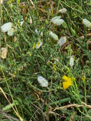 Cytisus striatus image