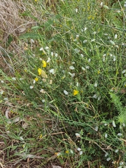 Cytisus striatus image