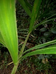 Bactris setosa