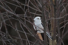 Aegithalos caudatus caudatus