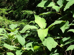 Hydrangea aspera