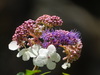 Rough-leaved Hydrangea - Photo no rights reserved, uploaded by 葉子
