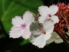 Hydrangea aspera
