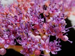 Hydrangea aspera