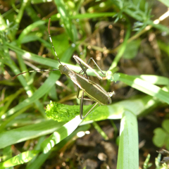 Micrelytra fossularum