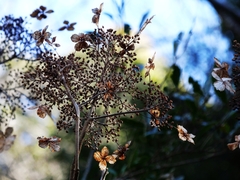 Hydrangea aspera