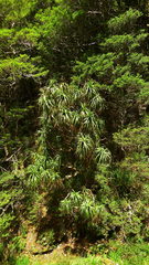 Dracophyllum traversii