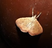 Hyalobathra crenulata