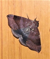 Bastilla hamatilis