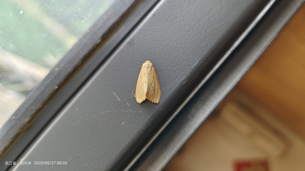 Stigmatophora leacrita
