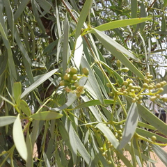 Santalum