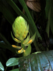 Calanthe formosana