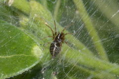 Allagelena gracilens