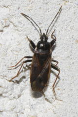 Eremocoris fenestratus