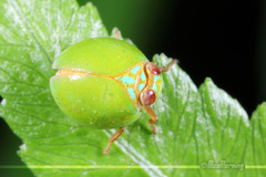 Hemisphaerius