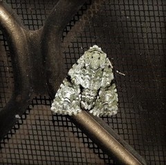 Acronicta psorallina
