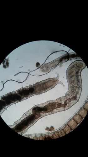 Aulophorus furcatus