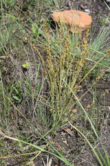 Thesium angulosum