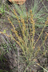 Thesium angulosum