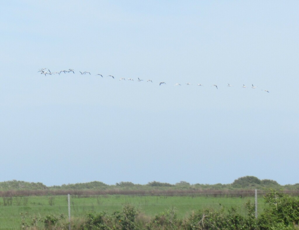 Sandhill Crane from Powderhorn WMN, Calhoun County, TX, USA on May 19