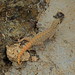 Pristurus rupestris - Photo (c) Tamsin Carlisle, algunos derechos reservados (CC BY-NC-SA), uploaded by Tamsin Carlisle