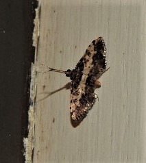 Nacoleia amphicedalis