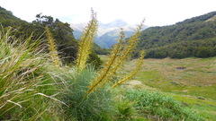 Aciphylla glaucescens