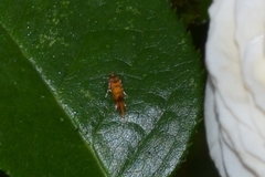Promalactis procerella
