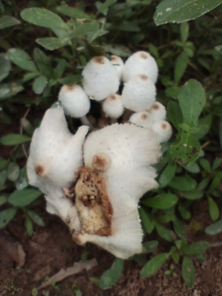 Leucocoprinus cepistipes · May 2023 · photo: © jose_navarro (iNaturalist, cc-by)
