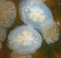 Corambe pacifica
