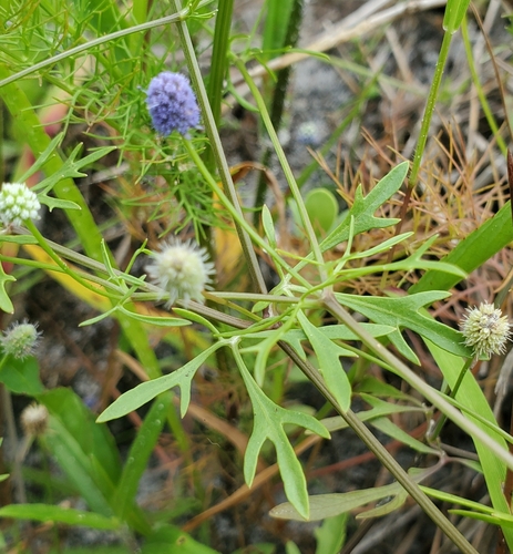 Image of Eryngium baldwinii by (c) Laura Gaudette, some rights reserved (CC BY)