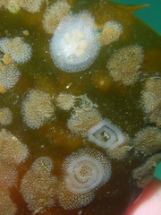 Corambe pacifica