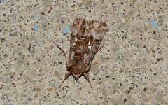 Autographa corusca