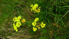 Dolichoglottis lyallii