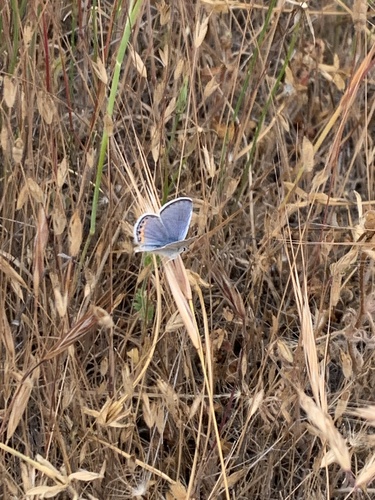 iNaturalist observation photo of Acmon Blue