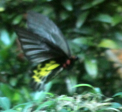 Troides minos