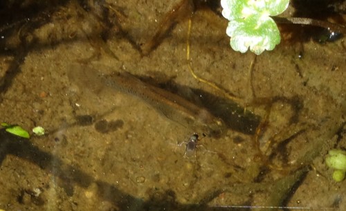Cyprinodontiformes