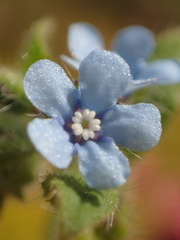 Thyrocarpus sampsonii