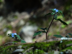 Thyrocarpus sampsonii