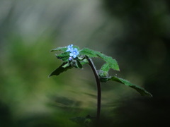 Thyrocarpus sampsonii