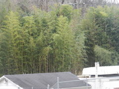 Phyllostachys nigra