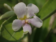 Helicteres angustifolia
