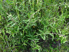 Helicteres angustifolia