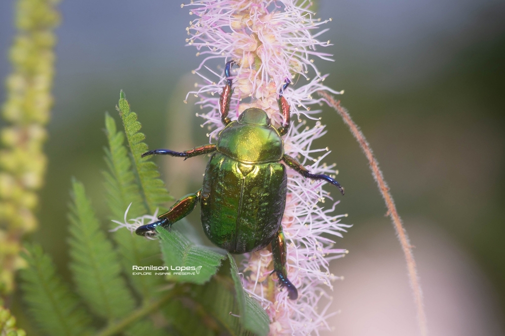 Pelidnota cyanitarsis