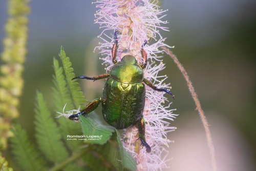 Pelidnota cyanitarsis