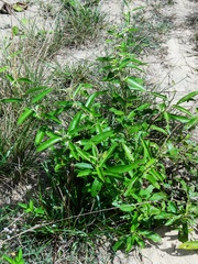 Helicteres angustifolia