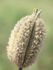 Helicteres angustifolia